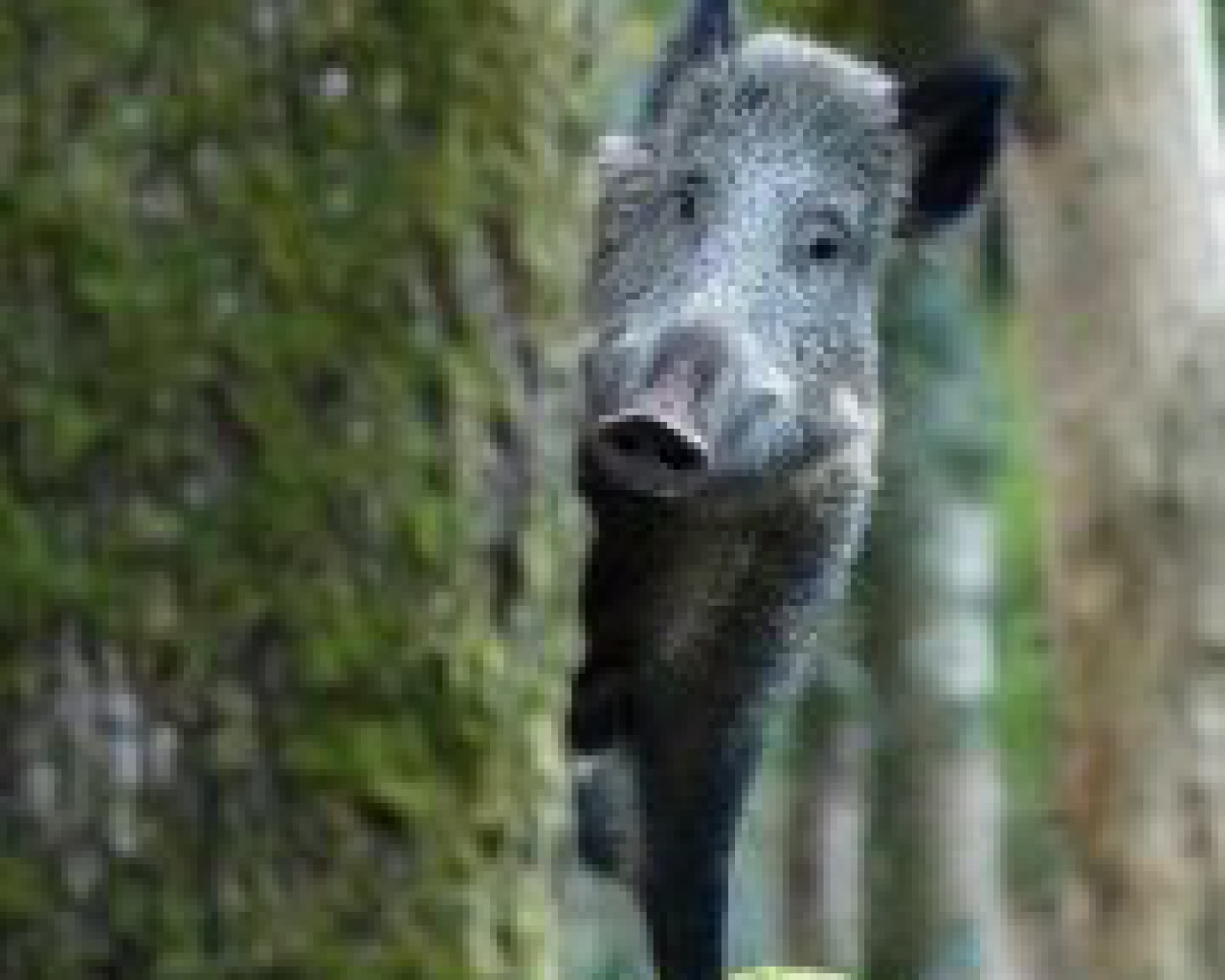 Fantasio Ardennes, dit Le Sanglier Fantasio Ardennes, dit Le Sanglier