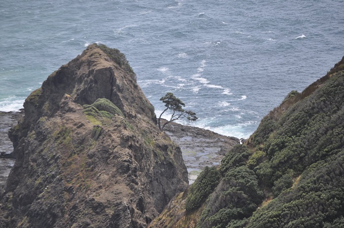 Cap Reinga et le fameux arbre Pohutukawa âgé de 800 ans | Photo @ 2010 Koyolite Tseila Cap Reinga et le fameux arbre Pohutukawa âgé de 800 ans | Photo @ 2010 Koyolite Tseila