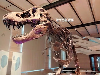 Musée des dinosaures à Bruxelles | Photo © Christobal Columbus