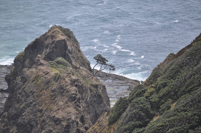 Cap Reinga et le fameux arbre Pohutukawa âgé de 800 ans | Photo @ 2010 Koyolite Tseila
