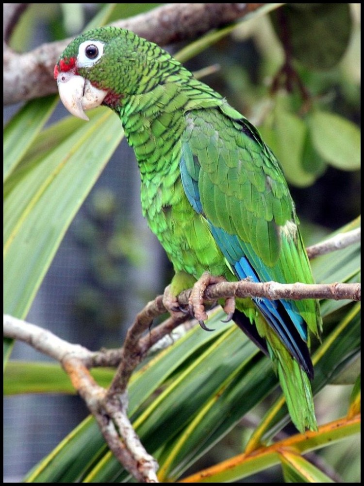 Un Amazone de Porto Rico | © Par Tom MacKenzie, http://www.fws.gov/caribbean/ES/Parrot-Gallery.html, Domaine public, https://commons.wikimedia.org/w/index.php?curid=11818051