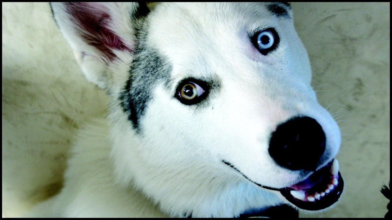 Image © Factory-Print, gratuite et libre d'utilisation, https://pixabay.com/fr/photos/chien-loup-mascotte-ami-e-2801069/ Image © Factory-Print, gratuite et libre d'utilisation, https://pixabay.com/fr/photos/chien-loup-mascotte-ami-e-2801069/