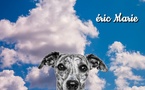 Le Chien qui voulait gober les nuages (Eric Marie)