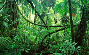 La jungle de Chiapas | Photo © 2017 Bere Von Awstburg, libre d'utilisation, https://pixabay.com/de/photos/die-dschungel-von-chiapas-1865639/