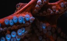 Variation pour un Kraken | Michel Maillot | 2023